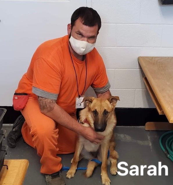 Sarah, an adoptable Belgian Shepherd / Malinois, Shepherd in Hagerman, NM, 88232 | Photo Image 4