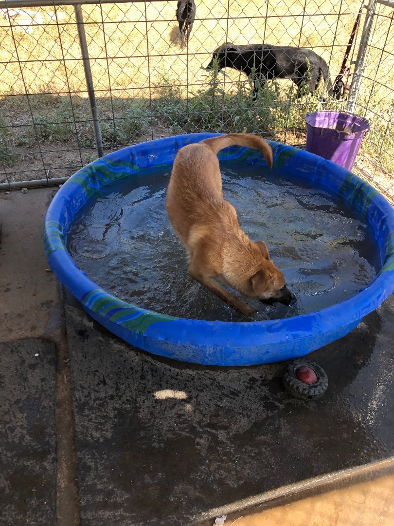 Sarah, an adoptable Belgian Shepherd / Malinois, Shepherd in Hagerman, NM, 88232 | Photo Image 6