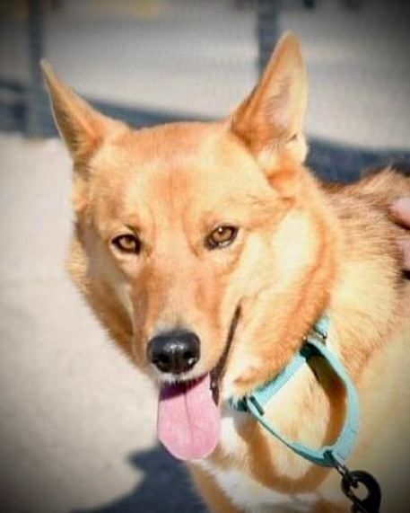 Woody, an adoptable Shepherd in Hagerman, NM, 88232 | Photo Image 1