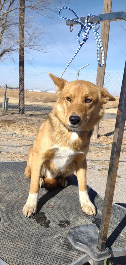 Woody, an adoptable Shepherd in Hagerman, NM, 88232 | Photo Image 2