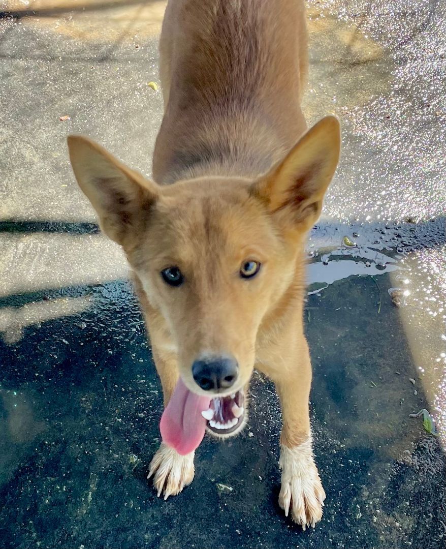 Woody, an adoptable Shepherd in Hagerman, NM, 88232 | Photo Image 3