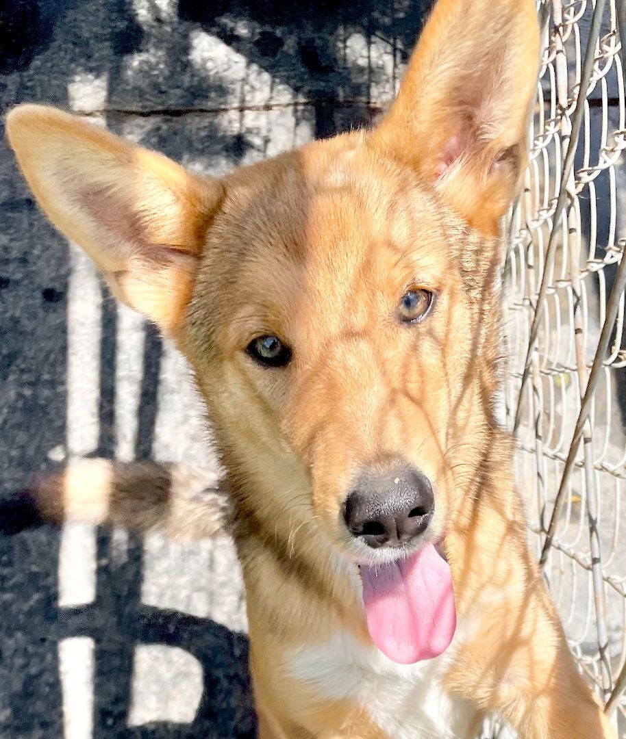 Woody, an adoptable Shepherd in Hagerman, NM, 88232 | Photo Image 4