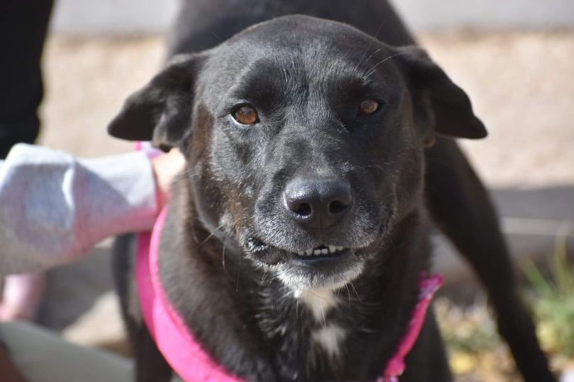 Dottie, an adoptable Akita in Hagerman, NM, 88232 | Photo Image 1