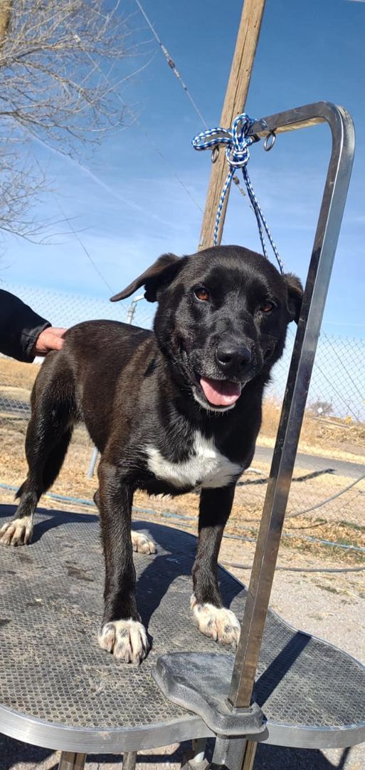 Dottie, an adoptable Akita in Hagerman, NM, 88232 | Photo Image 2