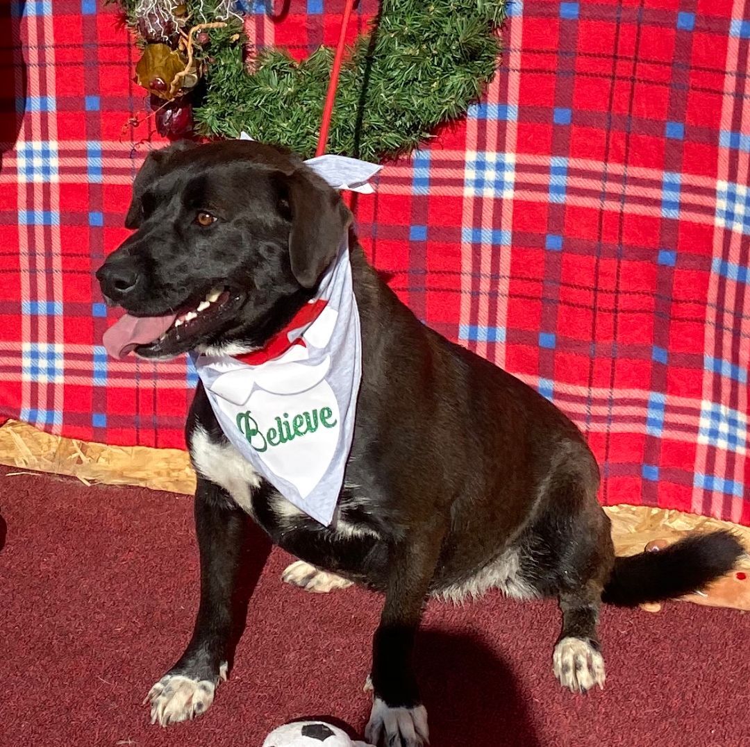 Dottie, an adoptable Akita in Hagerman, NM, 88232 | Photo Image 4