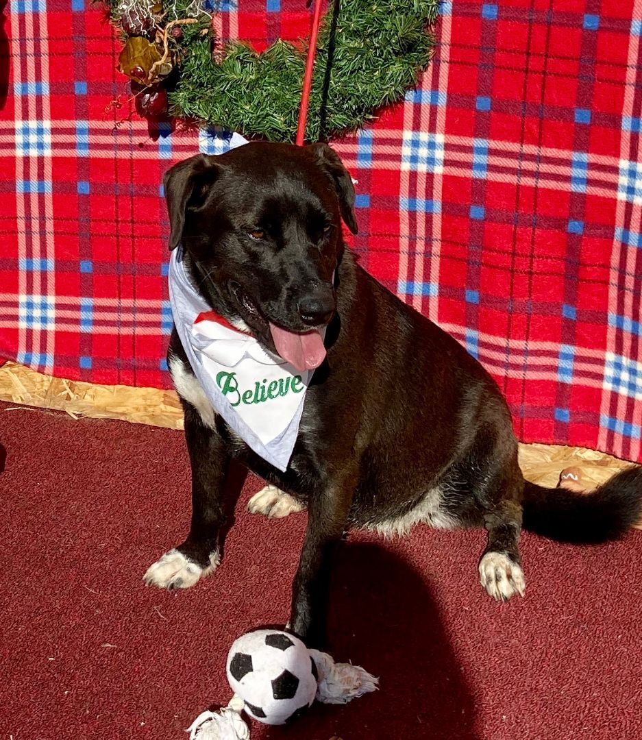 Dottie, an adoptable Akita in Hagerman, NM, 88232 | Photo Image 5