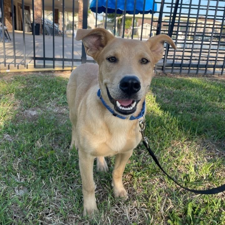 Dog for adoption - Bagel, a Golden Retriever & Shepherd Mix in Des ...