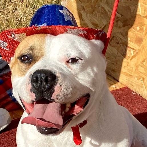 Libby, an adoptable American Bulldog in Hagerman, NM, 88232 | Photo Image 1