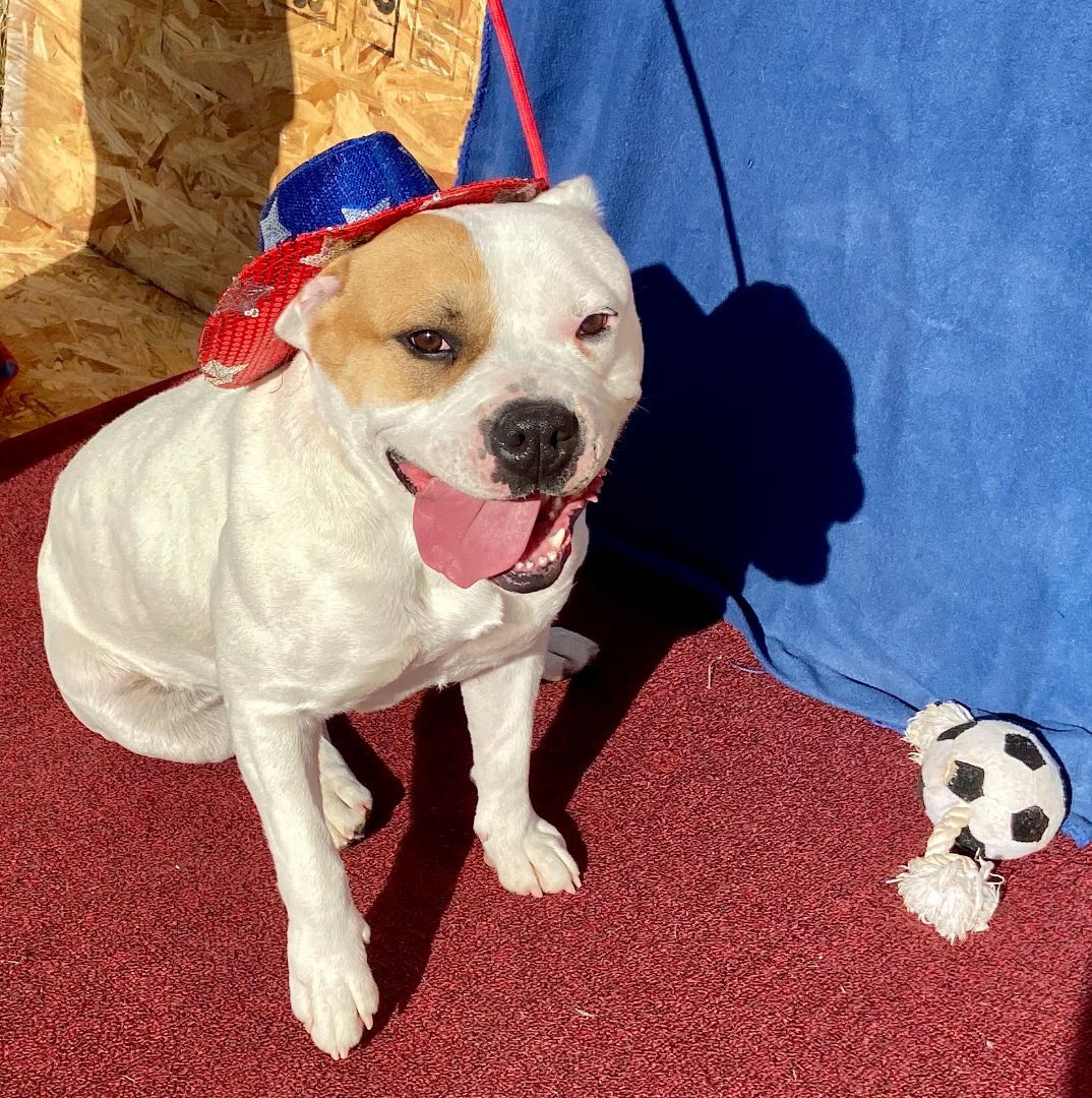 Libby, an adoptable American Bulldog in Hagerman, NM, 88232 | Photo Image 2