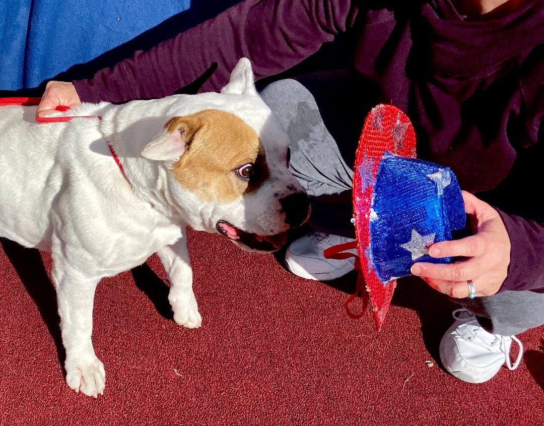 Libby, an adoptable American Bulldog in Hagerman, NM, 88232 | Photo Image 3