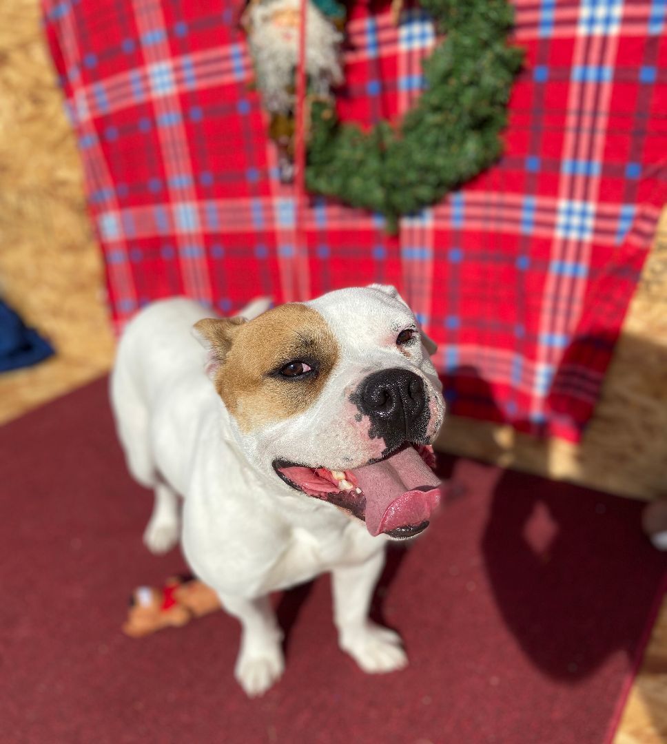 Libby, an adoptable American Bulldog in Hagerman, NM, 88232 | Photo Image 4