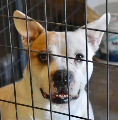 Libby, an adoptable American Bulldog in Hagerman, NM, 88232 | Photo Image 5