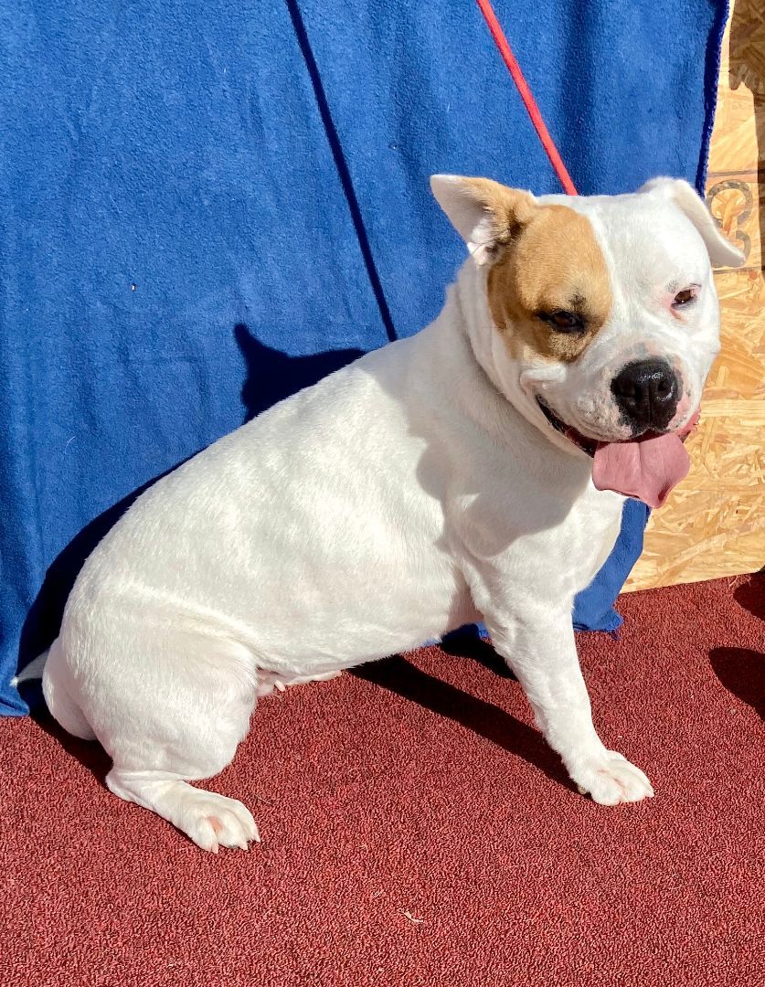 Libby, an adoptable American Bulldog in Hagerman, NM, 88232 | Photo Image 6