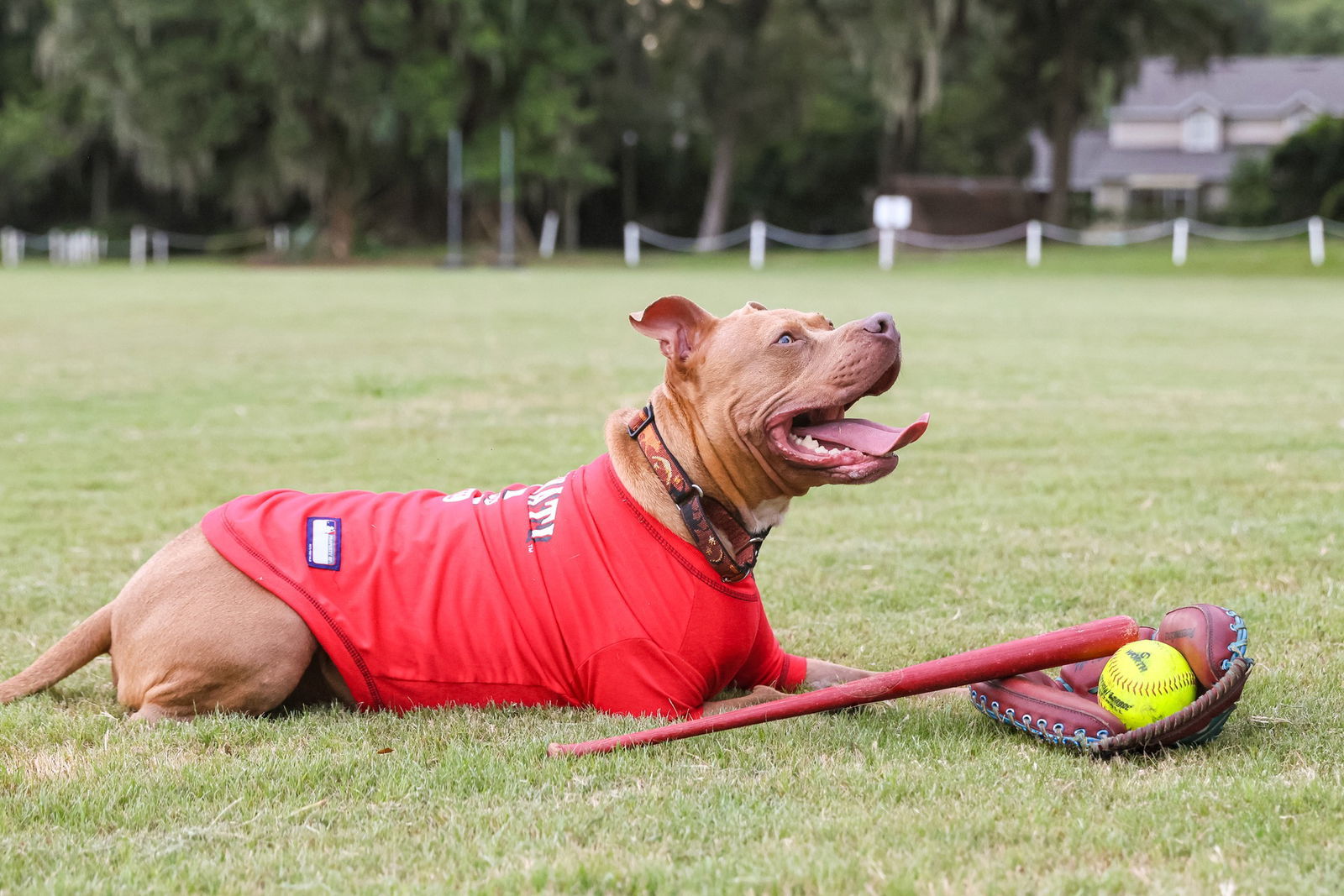 Chopper II, an adoptable Mixed Breed in Gainesville, FL, 32601 | Photo Image 2