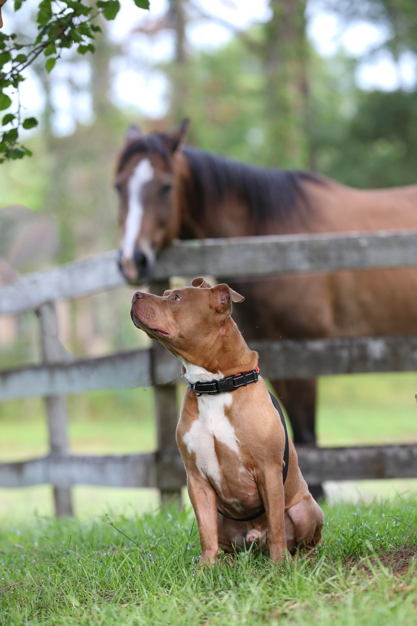 Chopper II, an adoptable Mixed Breed in Gainesville, FL, 32601 | Photo Image 3