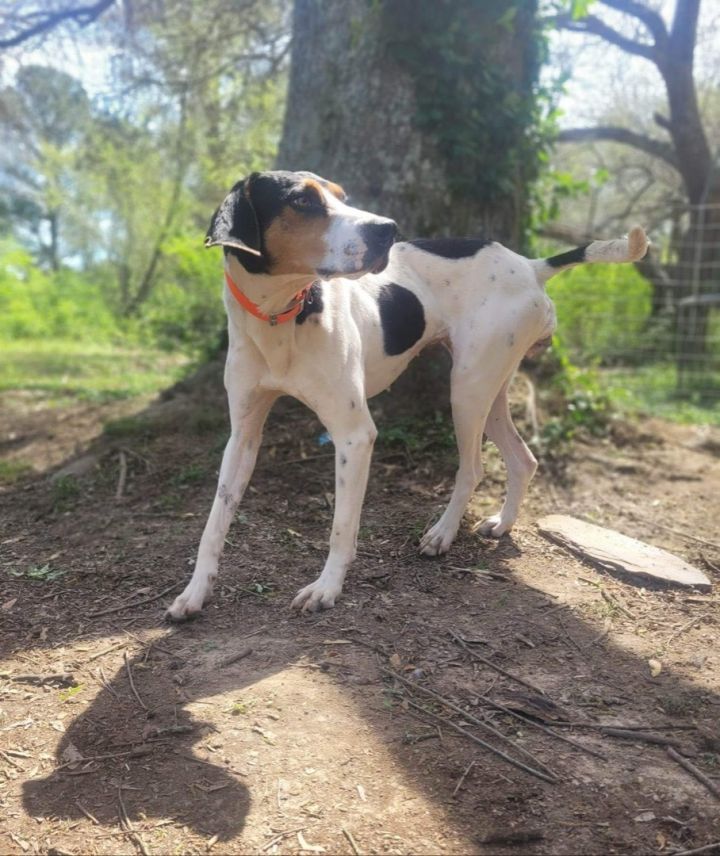 Maple , an adopted Treeing Walker Coonhound in Stockbridge, GA_image-5