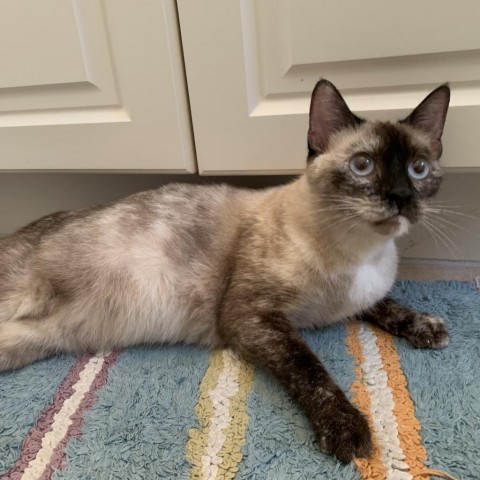 Cat for adoption - Oakley, a Siamese in Fort Lauderdale, FL | Petfinder