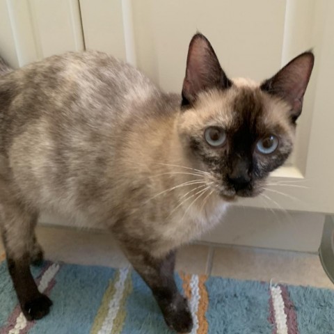 Cat for adoption - Oakley, a Siamese in Fort Lauderdale, FL | Petfinder