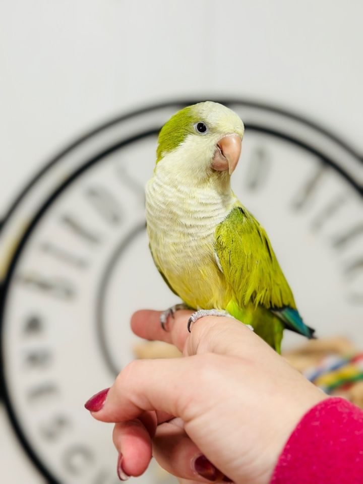 Petfinder birds hot sale