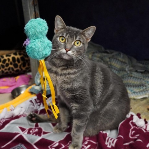 Usagi 3, an adoptable Manx in Austin, TX, 78704 | Photo Image 5