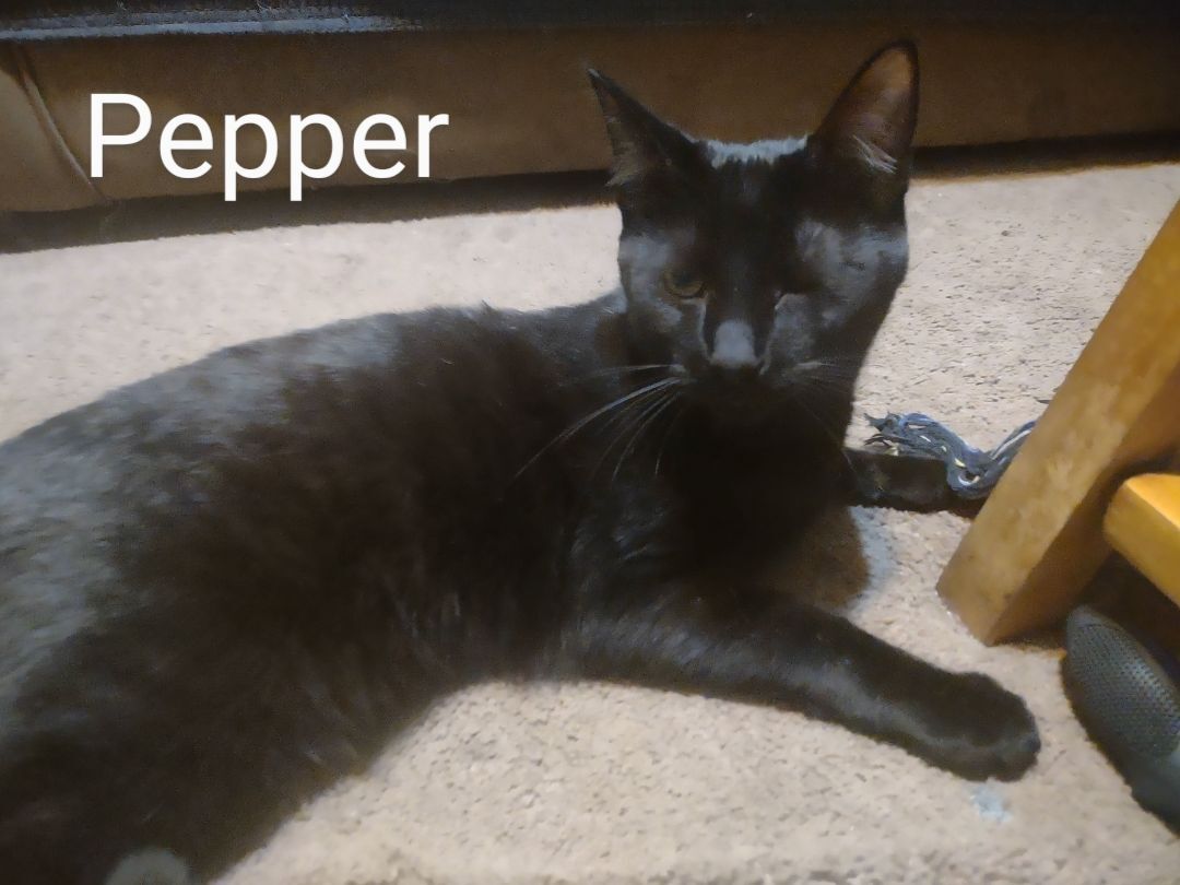 Pepper  ( peppy, pep pep)