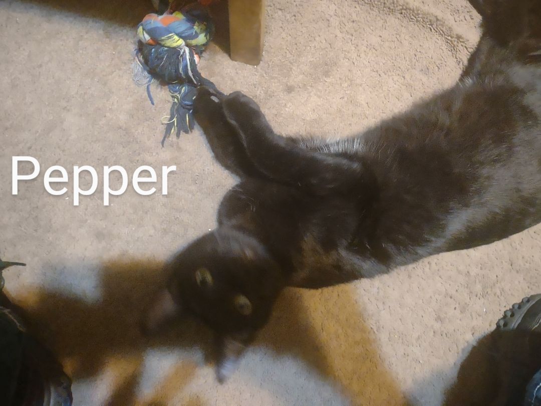 Pepper  ( peppy, pep pep)