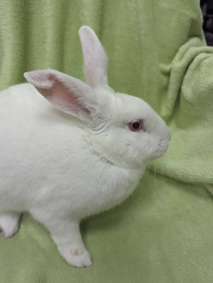 Rupert 3