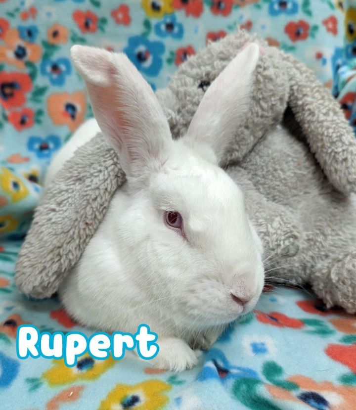 Rupert, an adoptable New Zealand in Roseville, CA_image-1