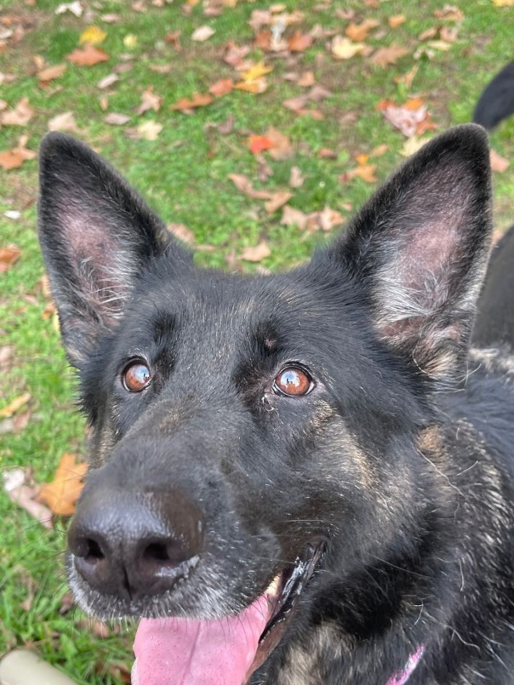 Dog for adoption Kimba, a German Shepherd Dog in Yonkers, NY Petfinder
