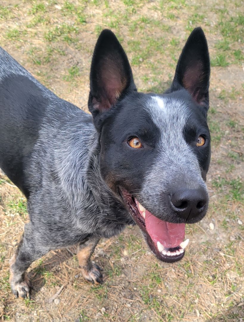 Dog for adoption - Biff, an Australian Cattle Dog / Blue Heeler in ...