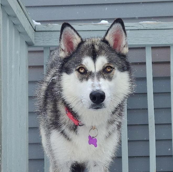 Dog for adoption - Oakley, a Husky Mix in Minneapolis, MN | Petfinder