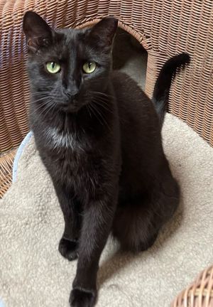 Katie, Adult Female American Shorthair