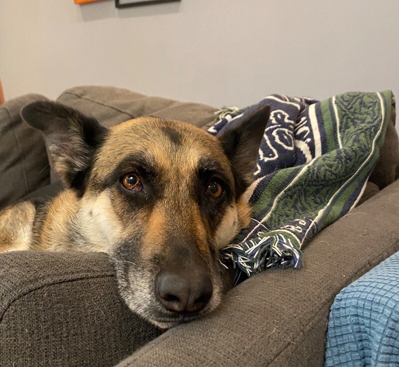 Barb, an adoptable German Shepherd Dog, Husky in Bonney Lake, WA, 98391 | Photo Image 1