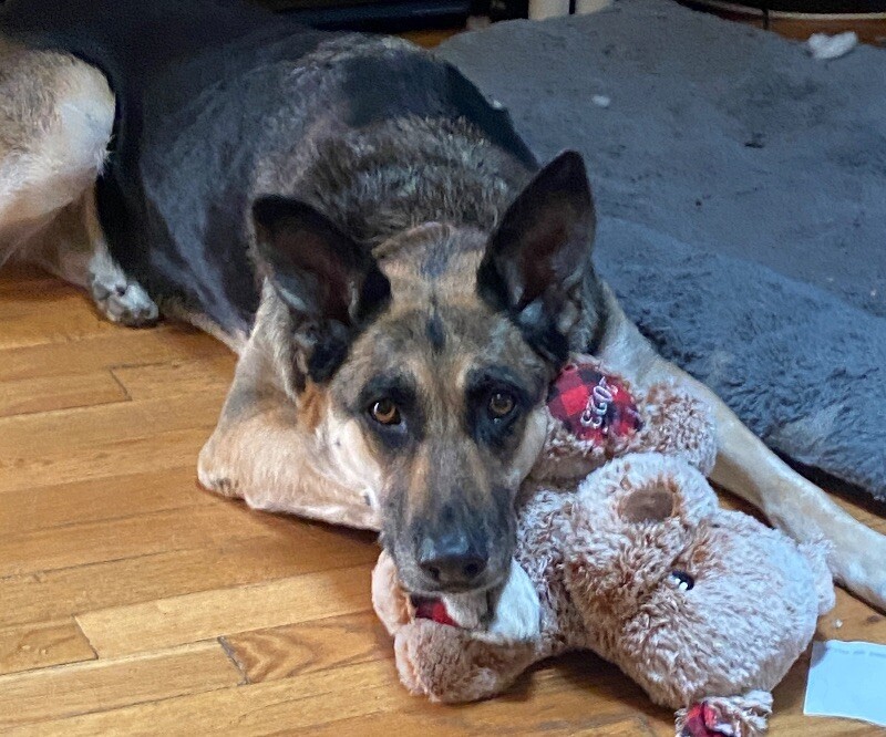 Barb, an adoptable German Shepherd Dog, Husky in Bonney Lake, WA, 98391 | Photo Image 3