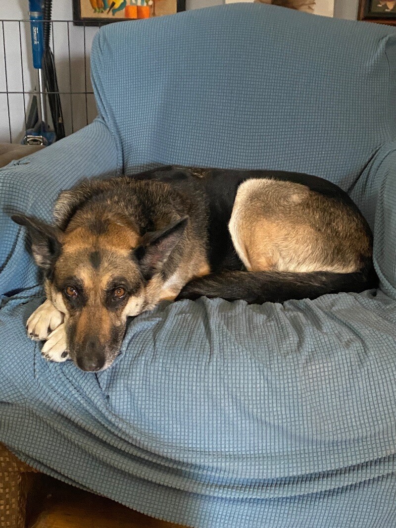 Barb, an adoptable German Shepherd Dog, Husky in Bonney Lake, WA, 98391 | Photo Image 4