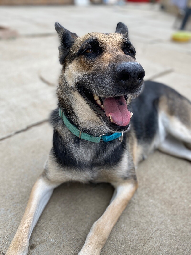 Barb, an adoptable German Shepherd Dog, Husky in Bonney Lake, WA, 98391 | Photo Image 5