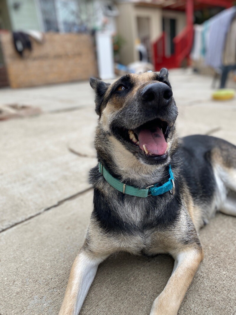 Barb, an adoptable German Shepherd Dog, Husky in Bonney Lake, WA, 98391 | Photo Image 6