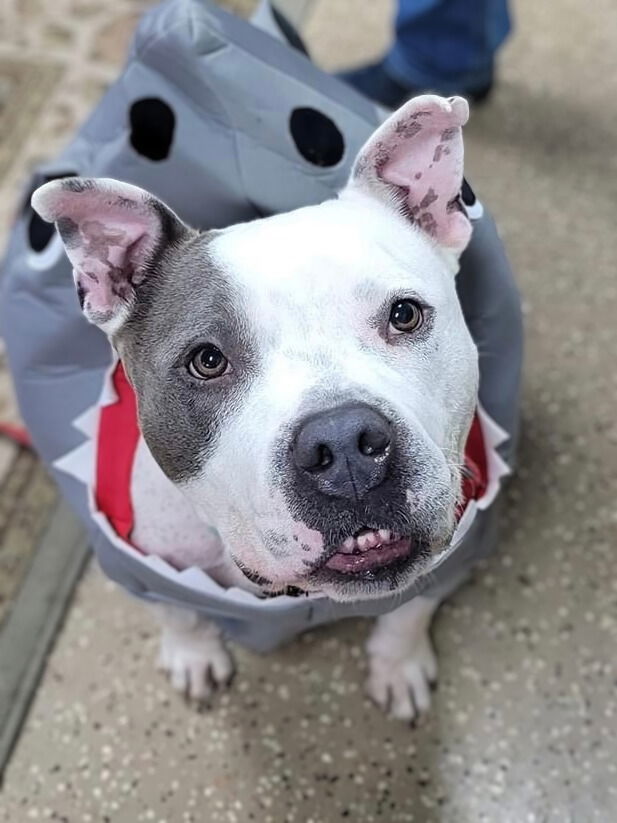 Blu, an adoptable Staffordshire Bull Terrier in Lockport, NY, 14095 | Photo Image 1