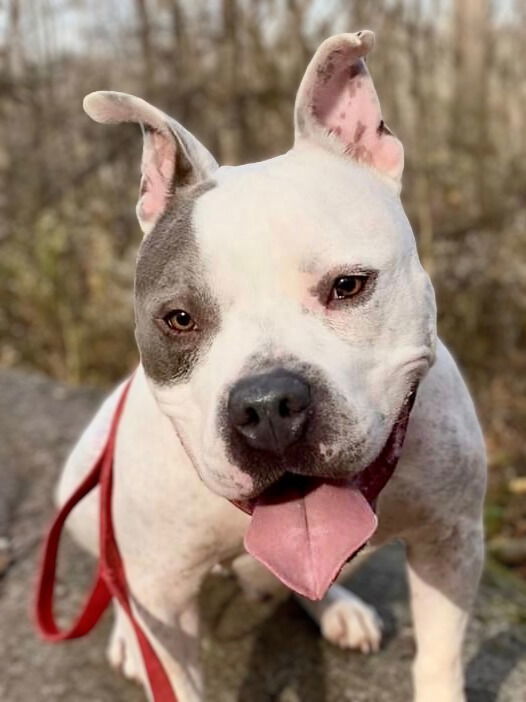 Blu, an adoptable Staffordshire Bull Terrier in Lockport, NY, 14095 | Photo Image 2