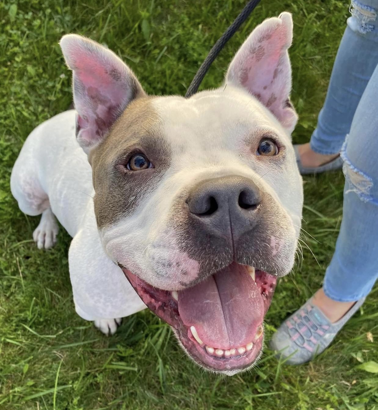 Blu, an adoptable Staffordshire Bull Terrier in Lockport, NY, 14095 | Photo Image 3