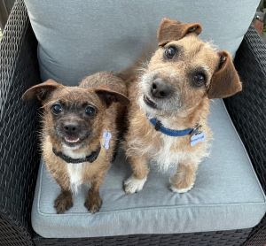 DANNY AND SANDY ( bonded pair) Border Terrier Dog