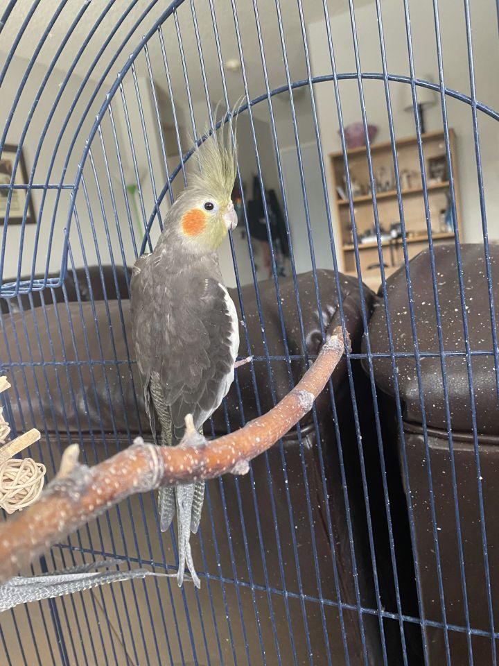 Parrot for adoption Princess (Anchorage), a Cockatiel in Anchorage