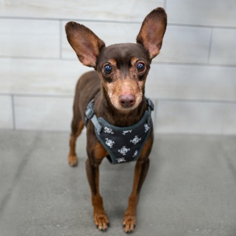 Kramer, an adoptable Miniature Pinscher in West Jordan, UT, 84084 | Photo Image 1