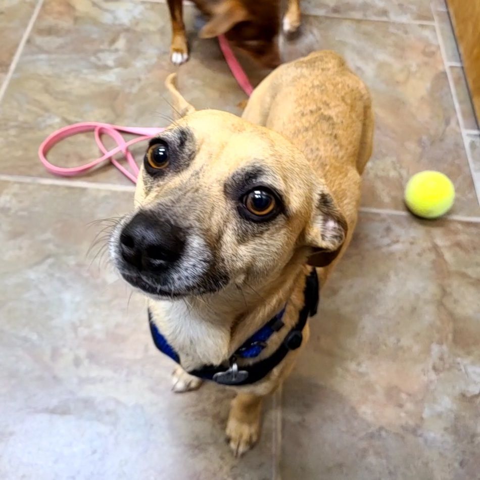 Spyro, an adoptable Chihuahua, Mixed Breed in Chubbuck, ID, 83202 | Photo Image 1