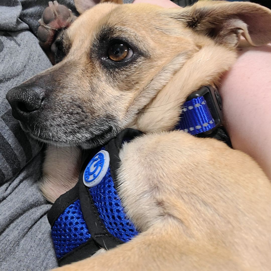 Spyro, an adoptable Chihuahua, Mixed Breed in Chubbuck, ID, 83202 | Photo Image 3