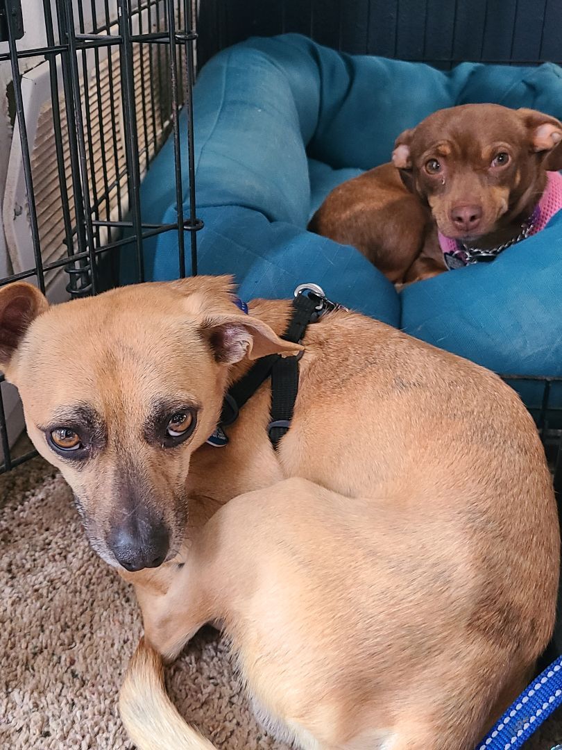 Spyro, an adoptable Chihuahua, Mixed Breed in Chubbuck, ID, 83202 | Photo Image 4