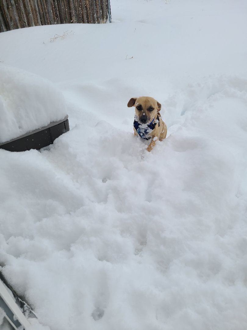 Spyro, an adoptable Chihuahua, Mixed Breed in Chubbuck, ID, 83202 | Photo Image 5