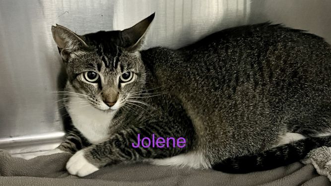 Jolene