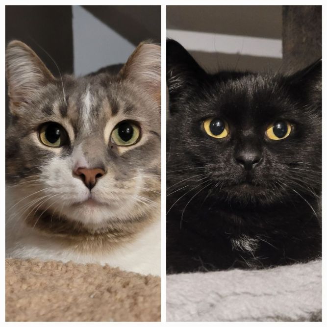 Cat for adoption - Landon & Jewel, a Domestic Short Hair in Mount ...