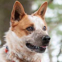 Rusty, an adoptable Cattle Dog in Carlsbad Springs, ON, K0A 1K0 | Photo Image 1